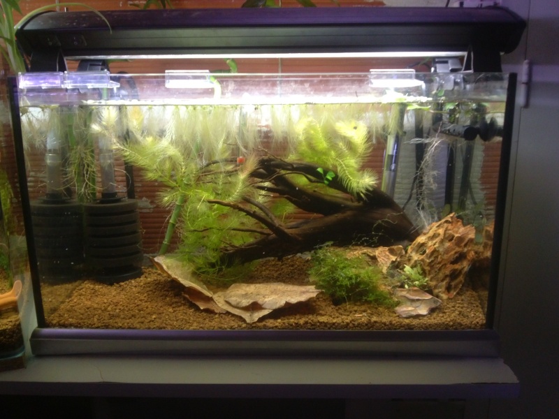 Mes 4 bacs de 60L Cam00316