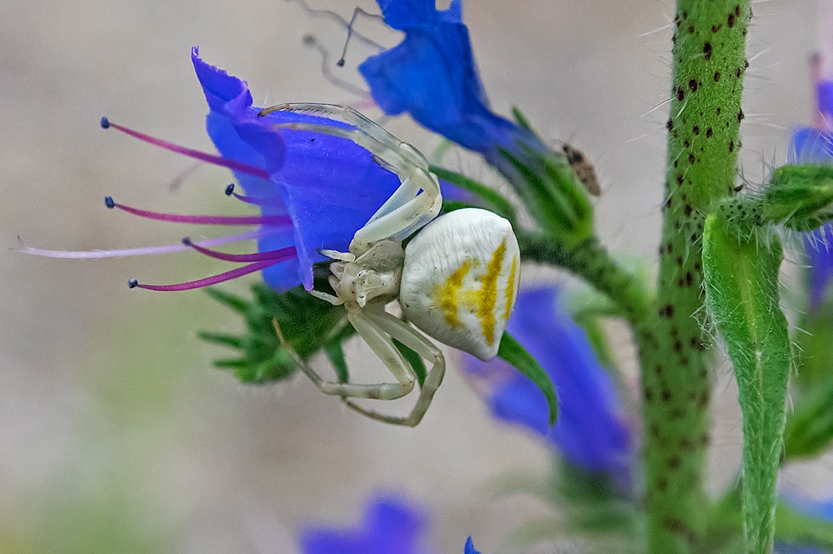 ragno  su fiore :  thomsidae P5210310