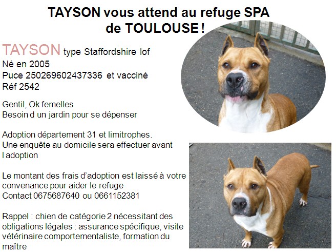 TYSON Staffordshire lof Tayson10