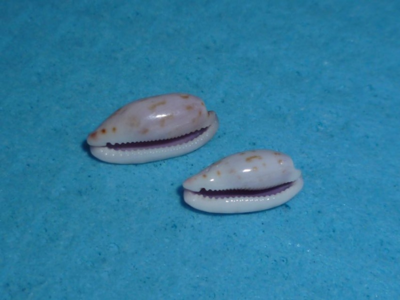 Talostolida violacincta - (Lorenz, 2002) P1090212
