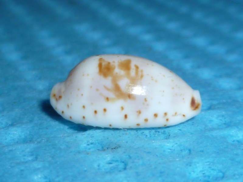 Bistolida hirundo francisca - (Schilder & Schilder, 1938) P1090524