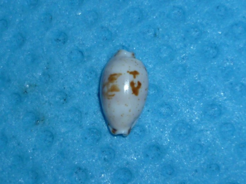 Bistolida hirundo francisca - (Schilder & Schilder, 1938) P1090525