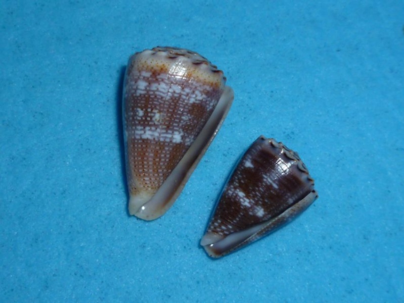 Conus (Virroconus) encaustus Kiener, 1845 P1090528