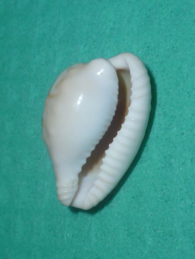 Cypraeovula coronata (Schilder, 1930) P1090631