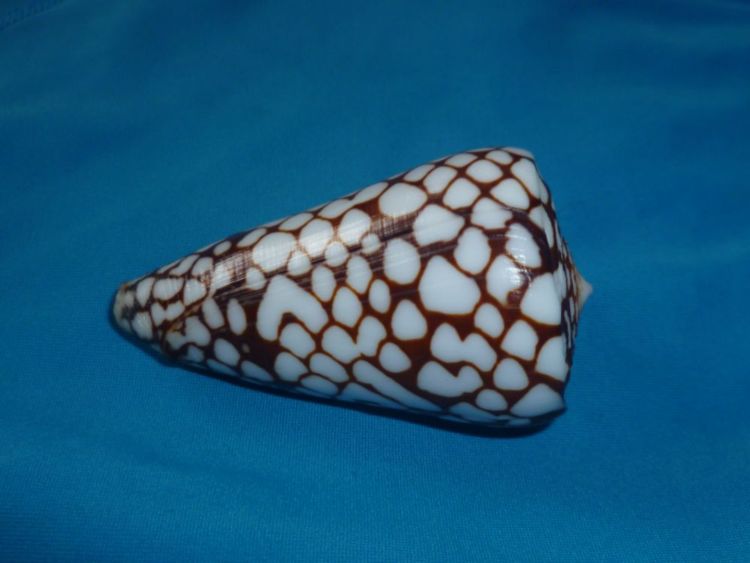 Conus (Eugeniconus) marchionatus   Hinds, 1843 P1100119