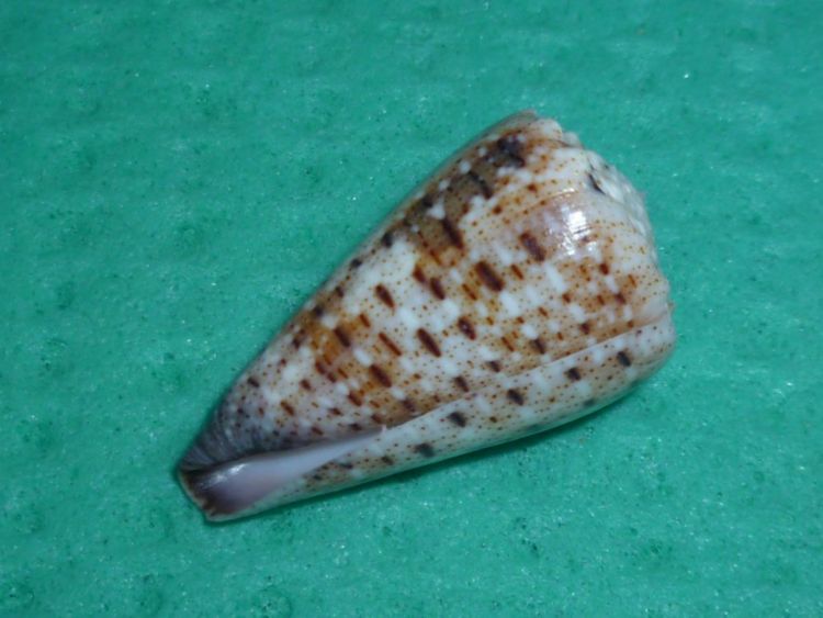 Conus (Stephanoconus) pseudimperialis  Moolenbeek Zandbergen Bouchet, 2008 - Page 2 P1100211
