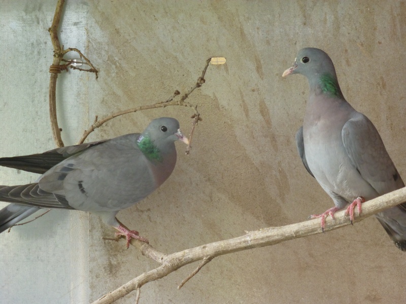 Le pigeon colombin (Columba oenas). A12