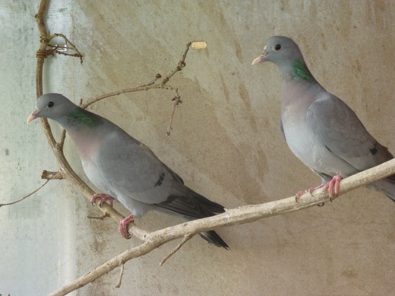 Le pigeon colombin (Columba oenas). B12