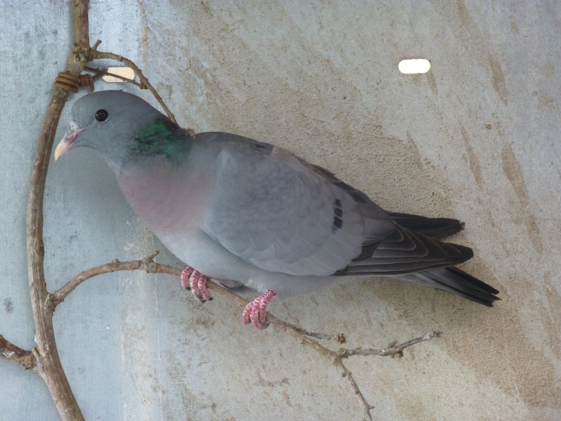 Le pigeon colombin (Columba oenas). D12