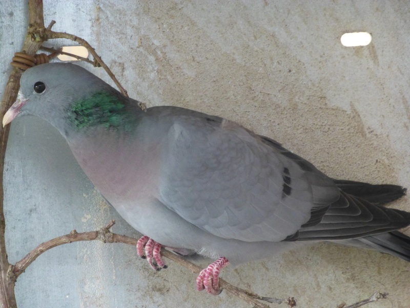 Le pigeon colombin (Columba oenas). E12