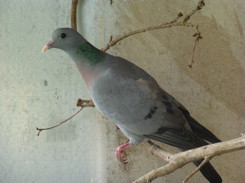 Le pigeon colombin (Columba oenas). F12