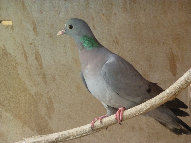 Le pigeon colombin (Columba oenas). G12
