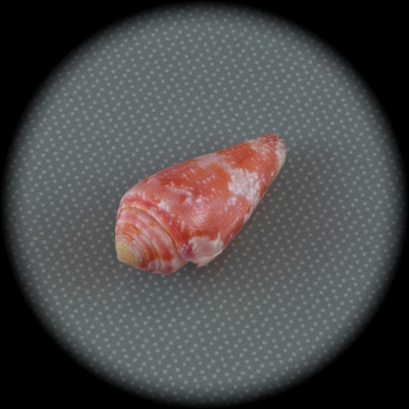 Conus (Rhizoconus) pertusus elodieallaryae  Cossignani, 2013 Dsc02412