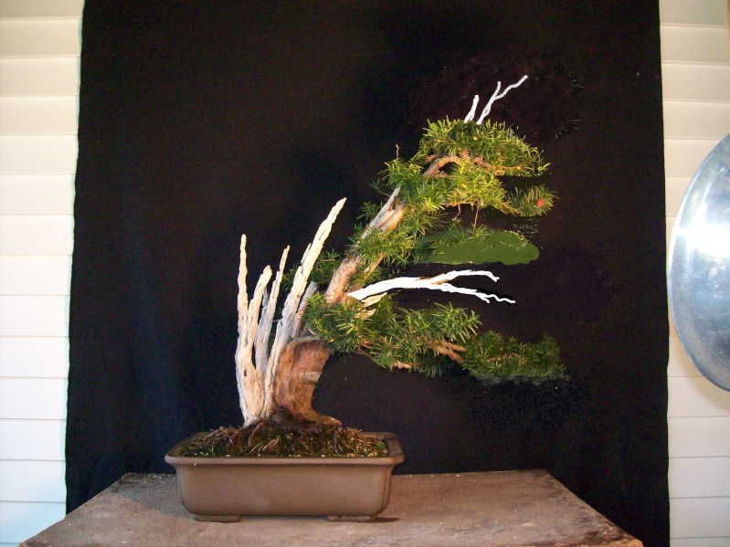 Progression - Taxus #3 Collected from a Hedge 100_5311