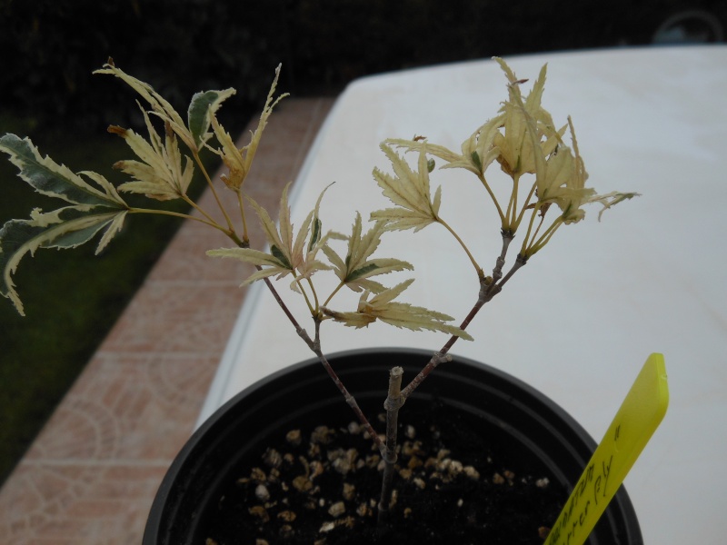 Bouture d'Acer Palmatum Acer_p10
