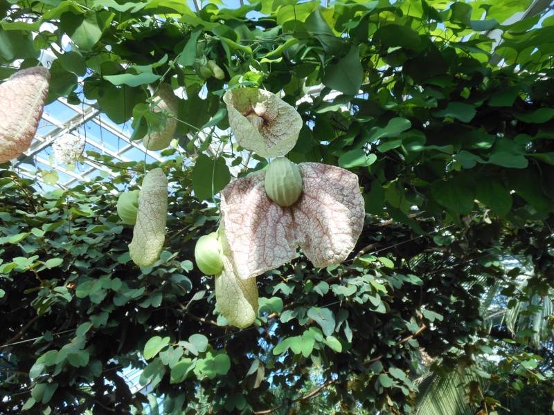 Fleurs du Sud Aristo10