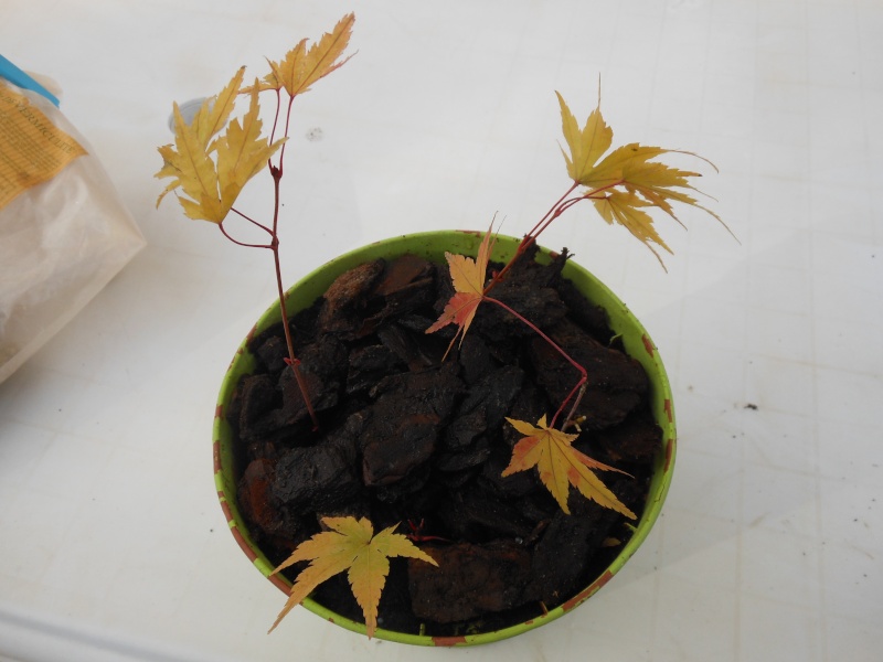 Bouture d'Acer Palmatum Boutur10