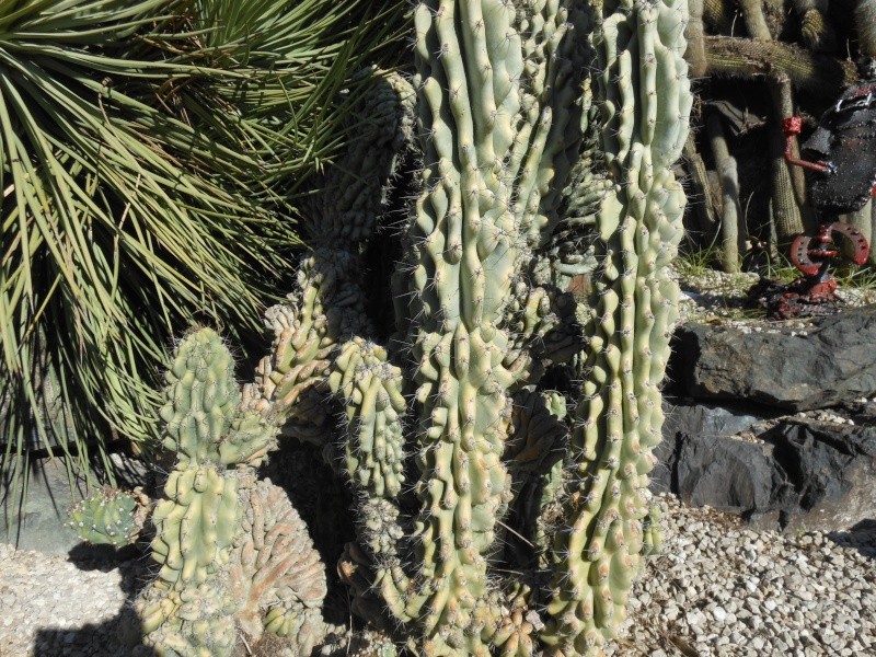 cactus  Cereus10