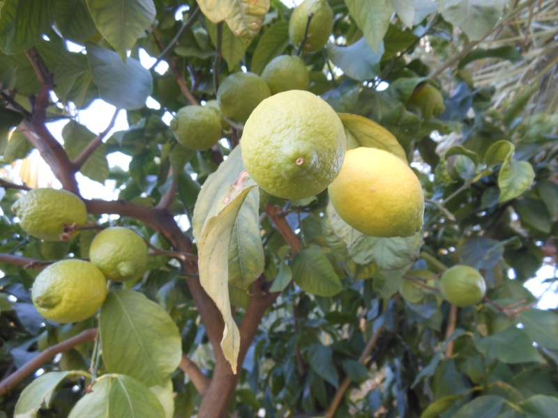 Le citronnier ( citrus limonum ) Citron10