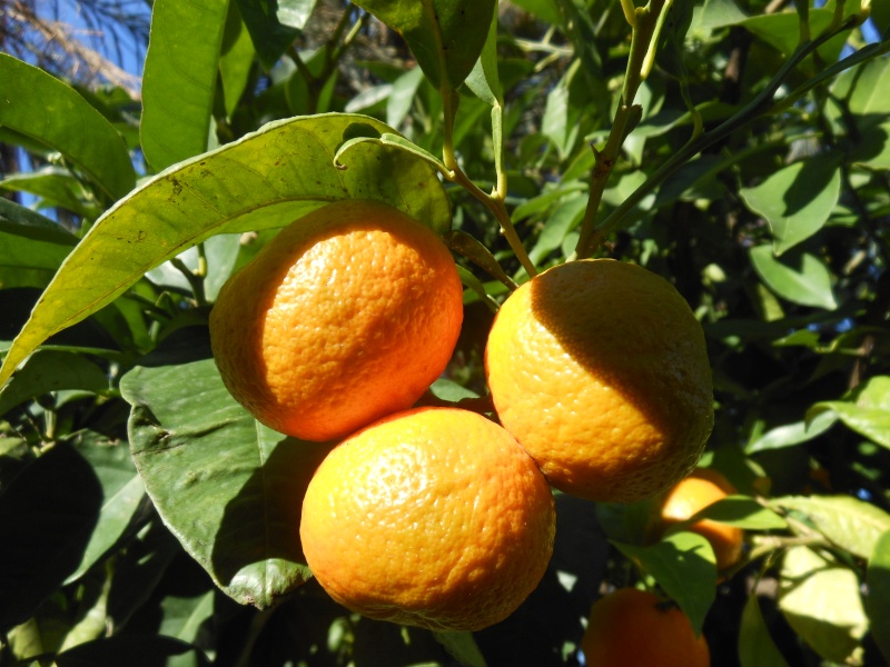 Le citronnier ( citrus limonum ) Citrus10