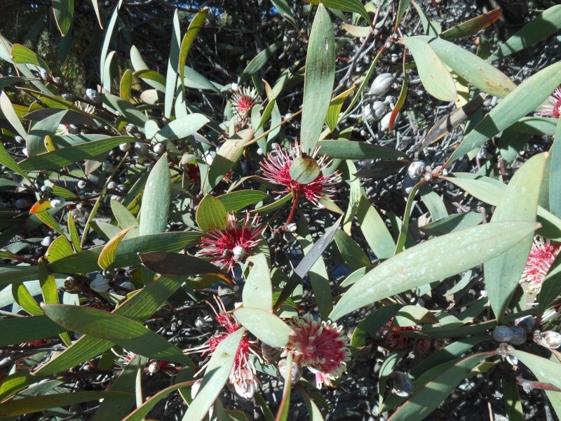 Fleurs du Sud Hakea_10