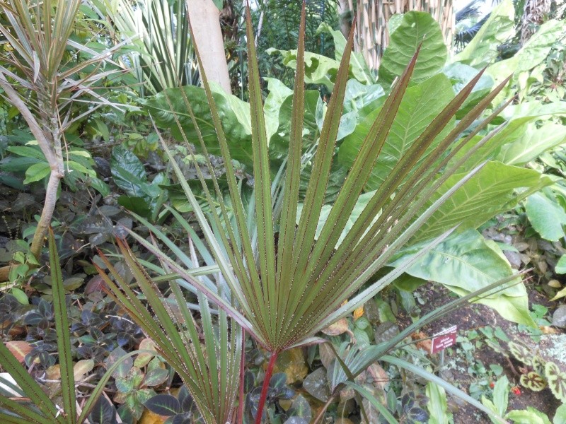 Fleurs du Sud Latani10