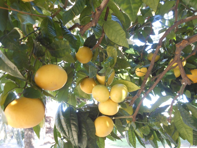 Le citronnier ( citrus limonum ) Pample10
