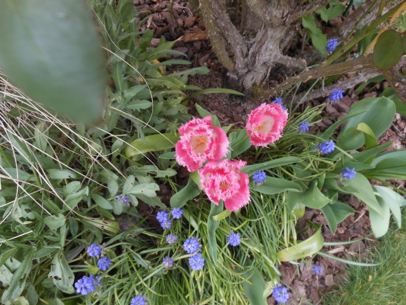 Floraisons du mois d'avril - Page 15 Tulipe10