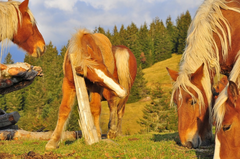 Chevaux de montagne... Oderen11