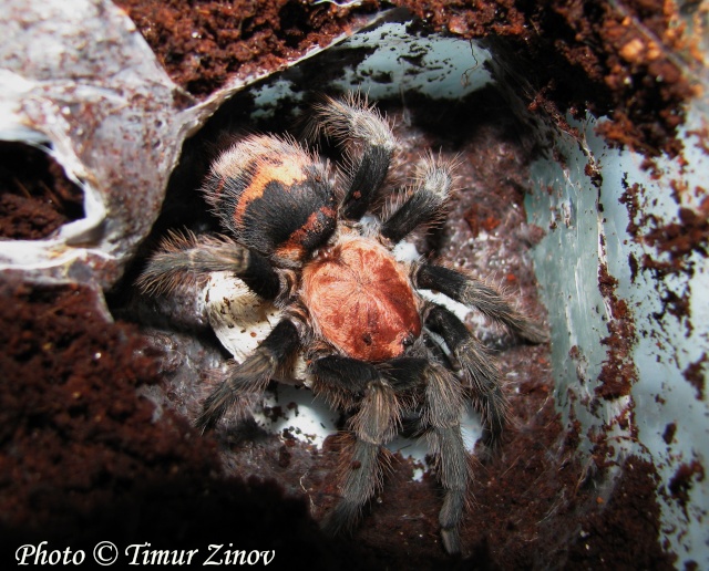 Разведение Сyclosternum fasciatum (подробный фотоотчет)          6a10