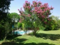 Villa provençale avec piscine et jacuzzi, 83440 Fayence (Var) Arbre210