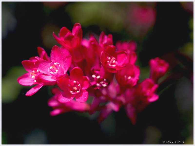  Groseillier à fleurs, Ribes sanguineum P4112011