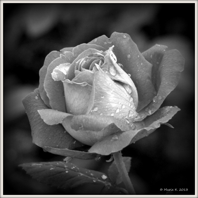 Rose du matin + 1 (MAJ. 18.10)    P6200311