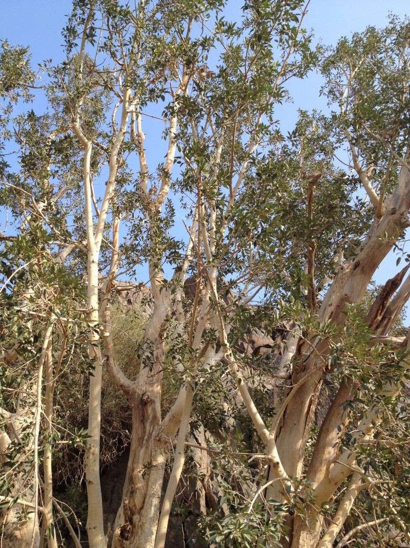 31 year old Ficus burkei progression. Img_0810