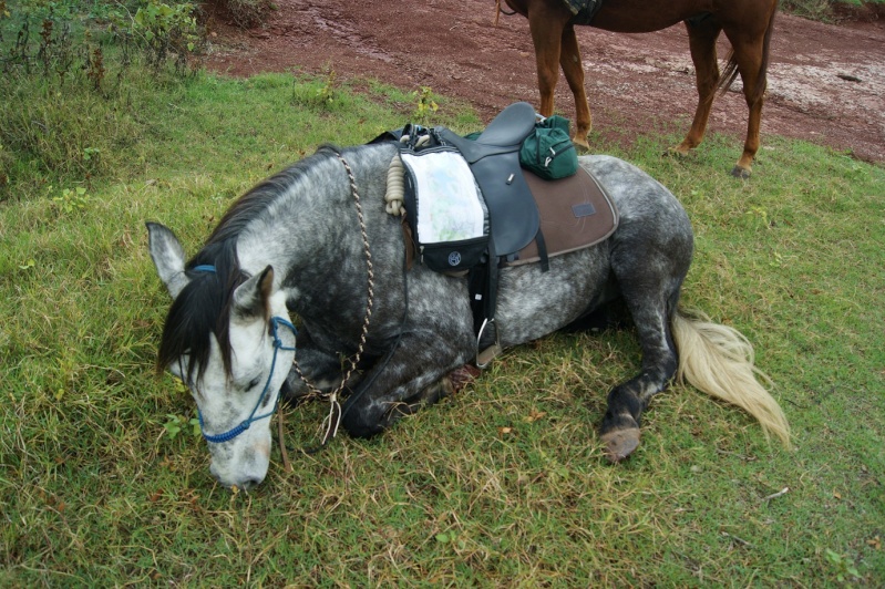 Chevaux ayant le mal de transport et crampes d'estomac Copie_48