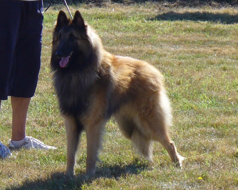 Vos animaux.. 158_dr10