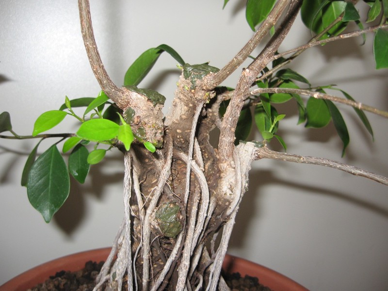 Ficus retusa con radici aeree - Pagina 4 Img_1714
