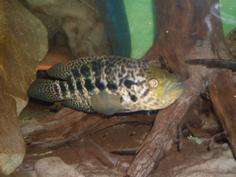 AQUAMOJO - Parachromis managuense lac Xiloa Sdc10410