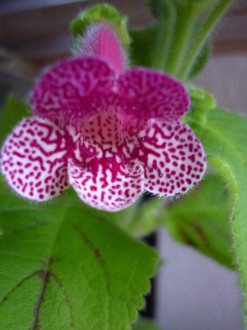 Kohleria P1030313