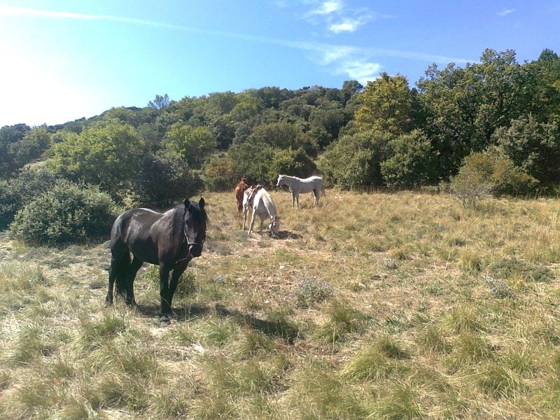 Crinières au vent du Luberon Photo013