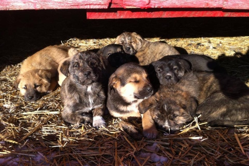 Country Thyme Farm's Pyrenees X Puppies Image17