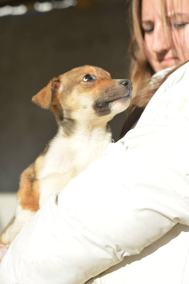 BAMBI F-X, née octobre 2013 (Anda) En FA chez Pélagie (Départ29) - URGENT Bambi510