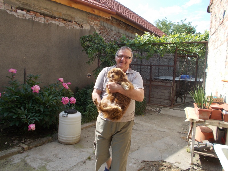 Chien sur un terrain vague a cote d'Orastie  - Page 2 Browni23