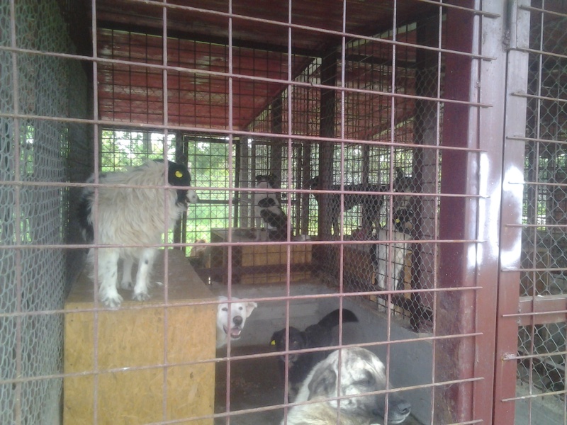 URGENCES CHIENS ET CHATS D ORASTIE - ROUMANIE Cage_112