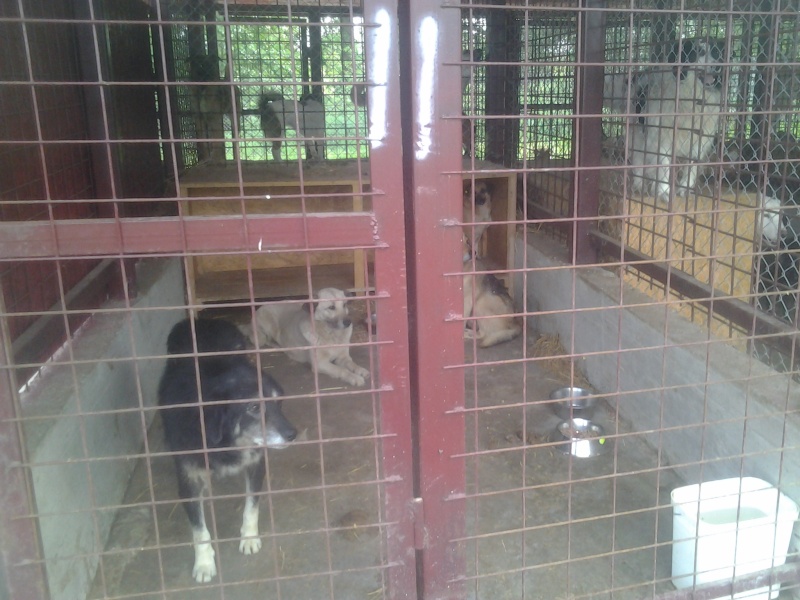 URGENCES CHIENS ET CHATS D ORASTIE - ROUMANIE Cage_113