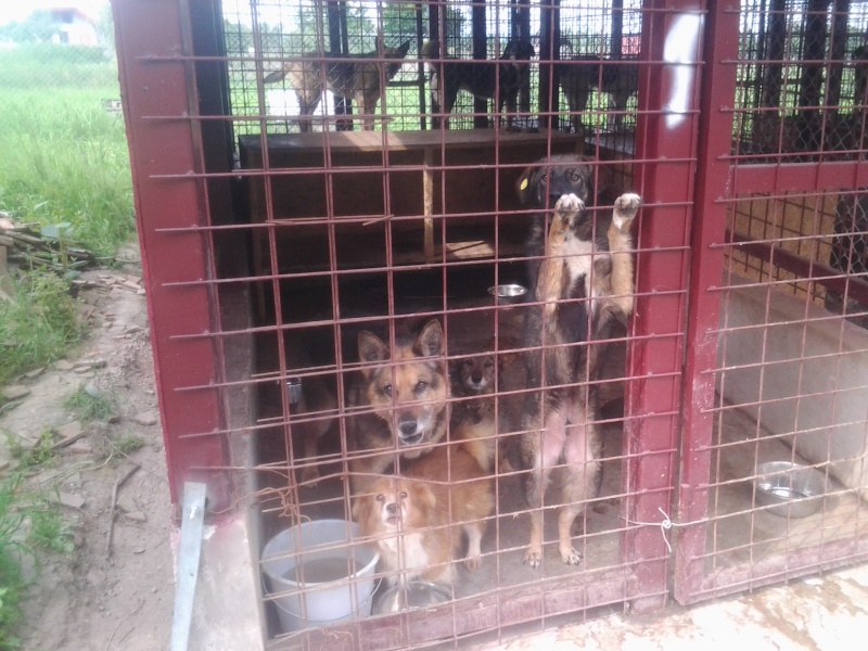 URGENCES CHIENS ET CHATS D ORASTIE - ROUMANIE - Page 2 Cage_114