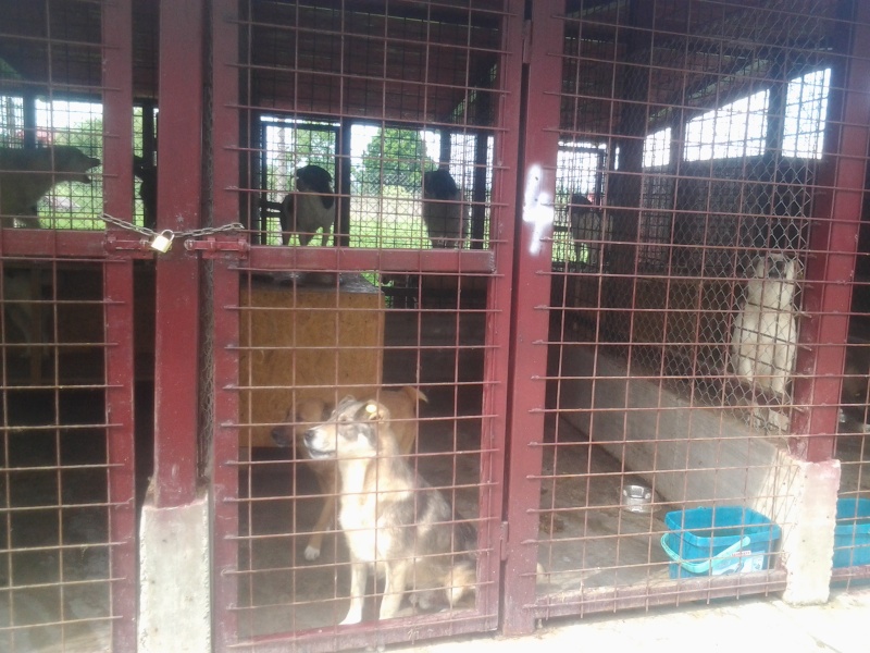 URGENCES CHIENS ET CHATS D ORASTIE - ROUMANIE Cage_410