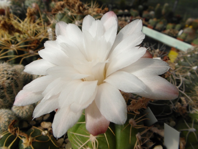 Cacti and Sukkulent in Köln, every day new flowers in the greenhouse Part 73 Bild1006