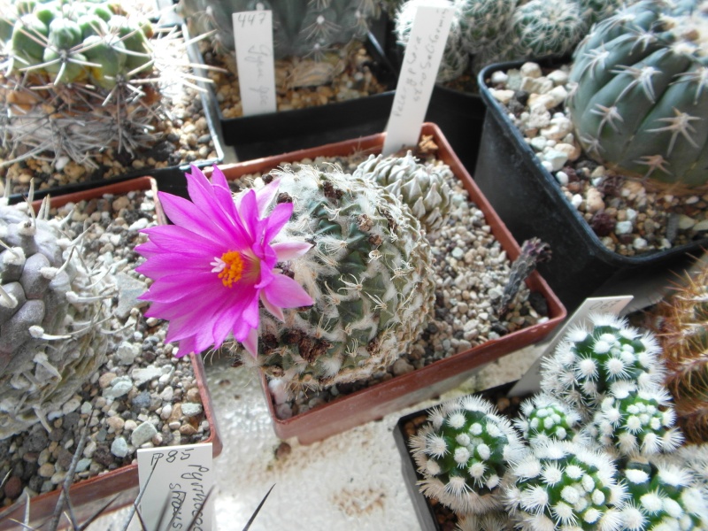 Cacti and Sukkulent in Köln, every day new flowers in the greenhouse Part 73 Bild1015