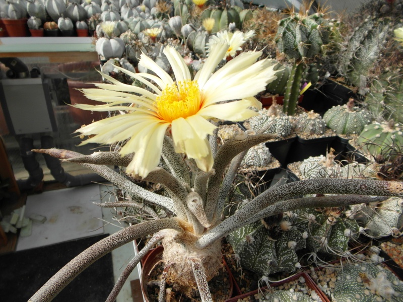 Cacti and Sukkulent in Köln, every day new flowers in the greenhouse Part 73 Bild1025